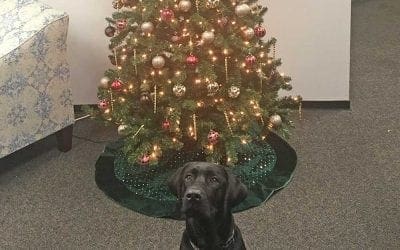 Holiday Greetings from Junior and Gemini Staffing!