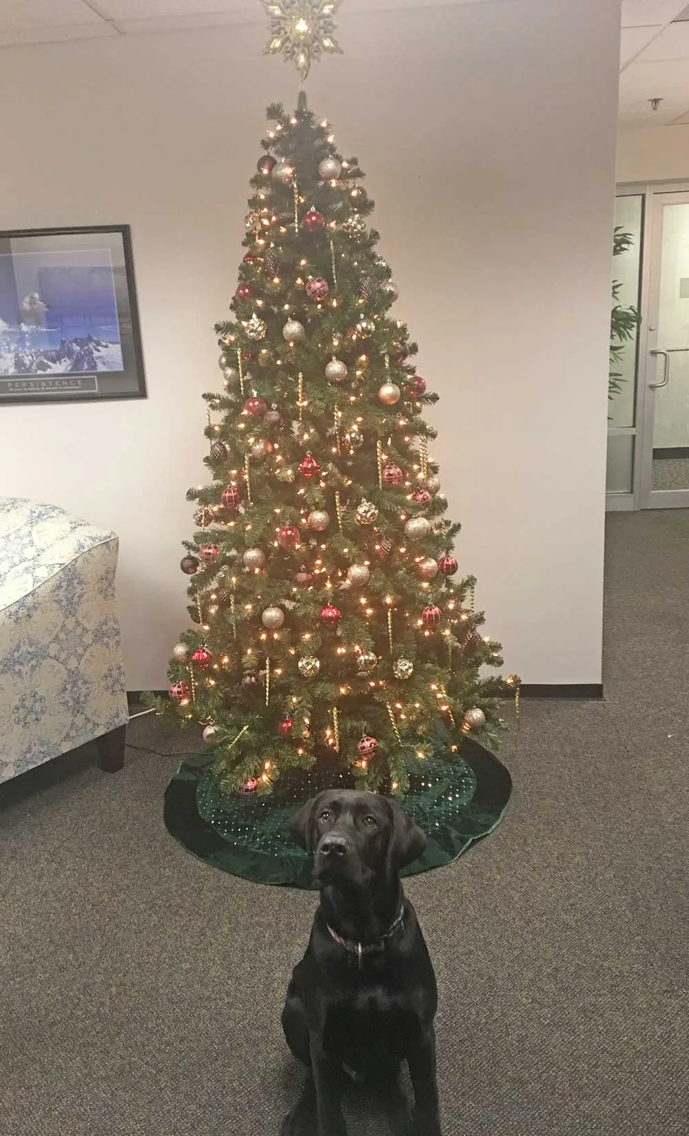 BuddyGeminiTree | Gemini Staffing Consultants alt tagBuddy Gemini Tree