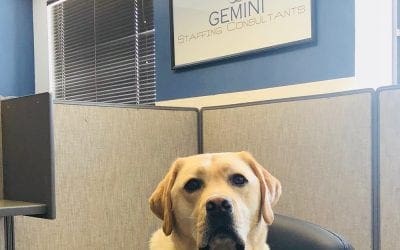 Office cats and dogs reduce stress levels and boost productivity – Business Insider