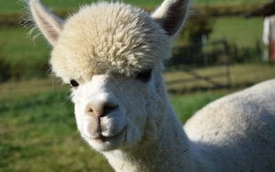 Bringing CAR-T cancer treatments to solid tumors with help from alpacas | FierceBiotech