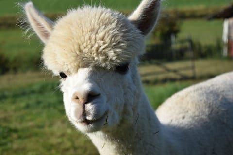 Bringing CAR-T cancer treatments to solid tumors with help from alpacas | FierceBiotech